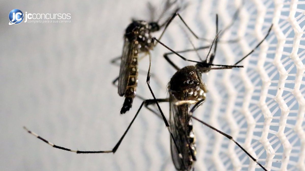 Dois "mosquitos da dengue", o Aedes Aegypti