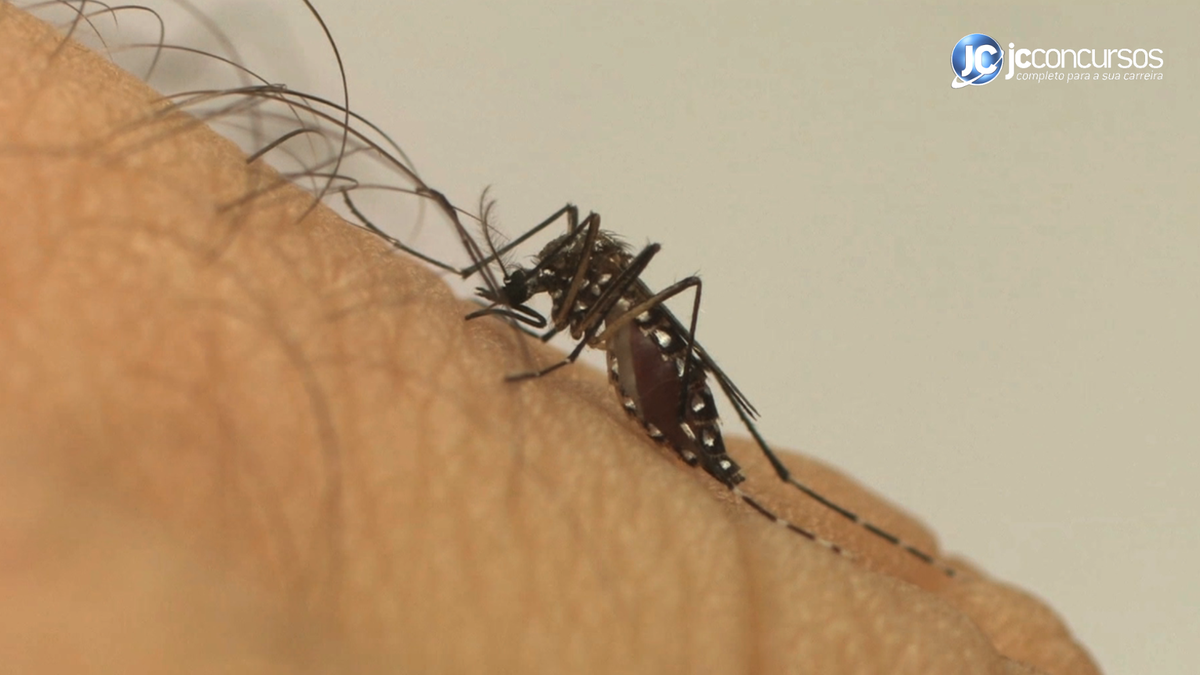 Mosquito da dengue pousa no braço de uma pessoa