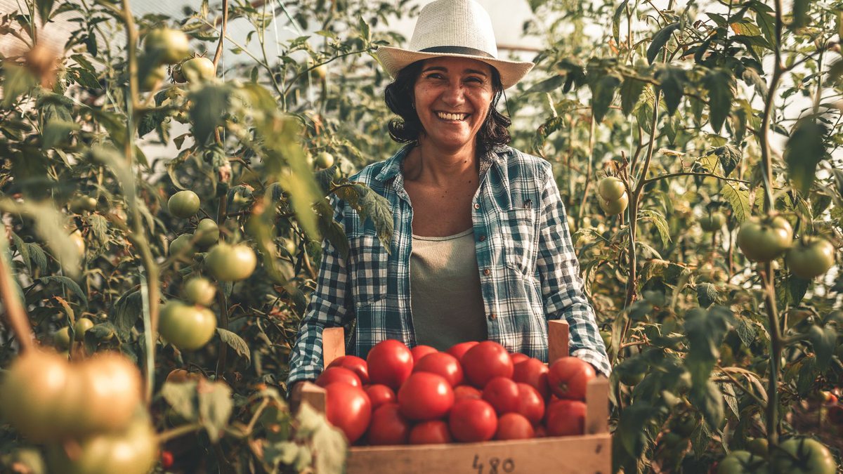 Uma mulher colhe tomates em uma horta