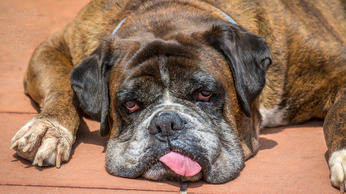 Cachorro deitado com língua para fora