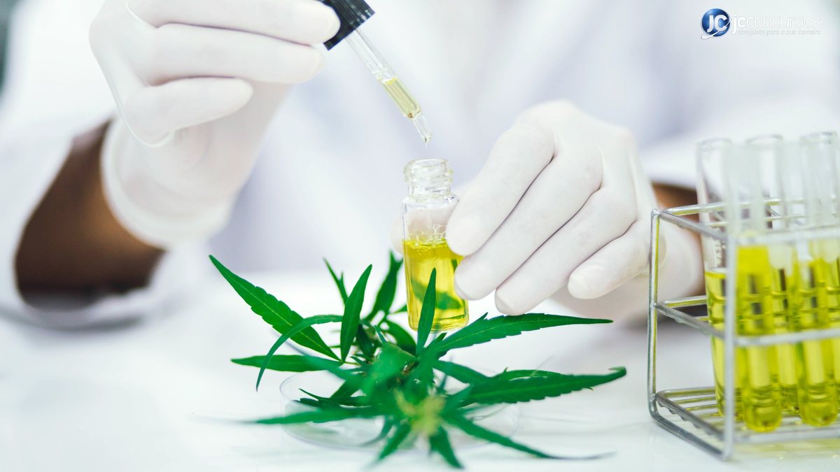 Canabidiol é um dos mais de 100 compostos químicos encontrados na planta de cannabis