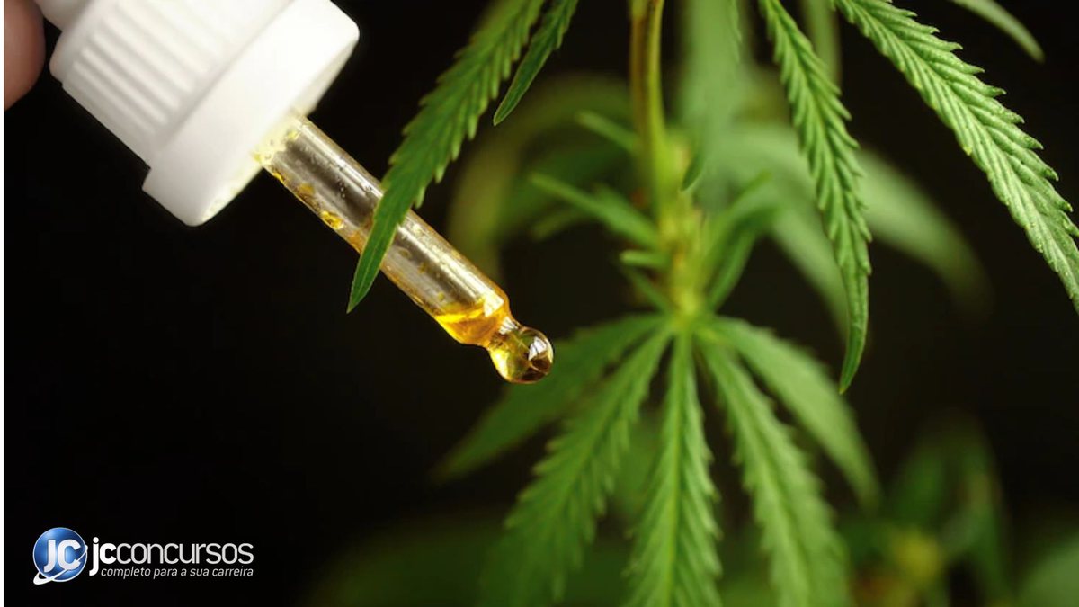 Anvisa esclarece que a proibição não se estende aos produtos derivados de cannabis