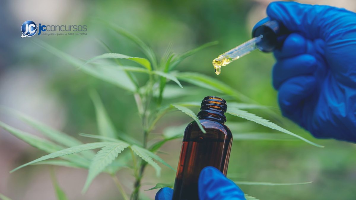 Governo de SP sanciona lei que distribui cannabis medicial pelo SUS