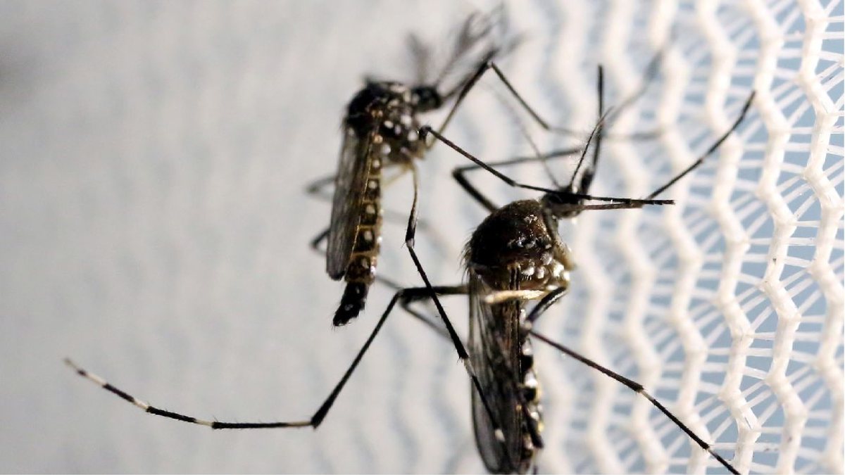 Prefeitura de São Paulo deve instalar 27 mil armadilhas contra a dengue