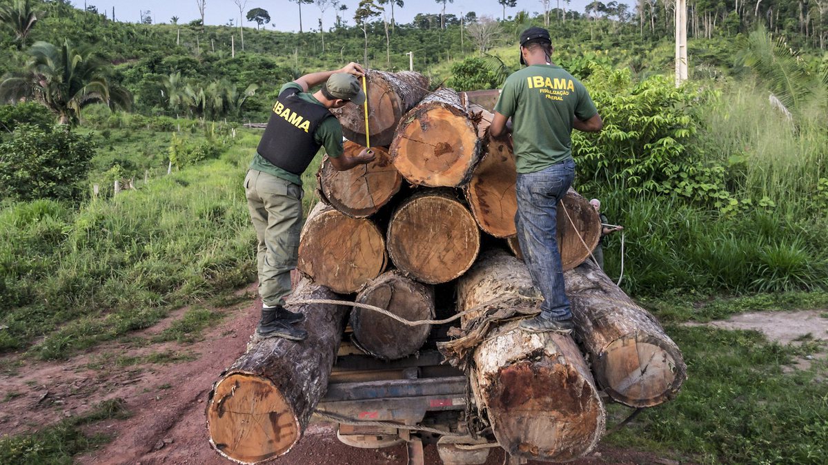 Concurso Ibama: servidores inspecionam carga de madeira apreendida