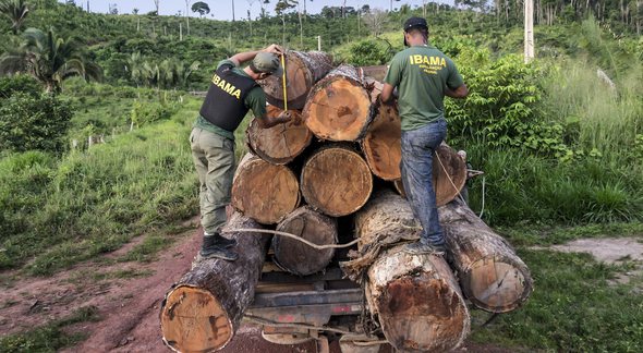 Concurso Ibama: servidores inspecionam carga de madeira apreendida - Divulgação