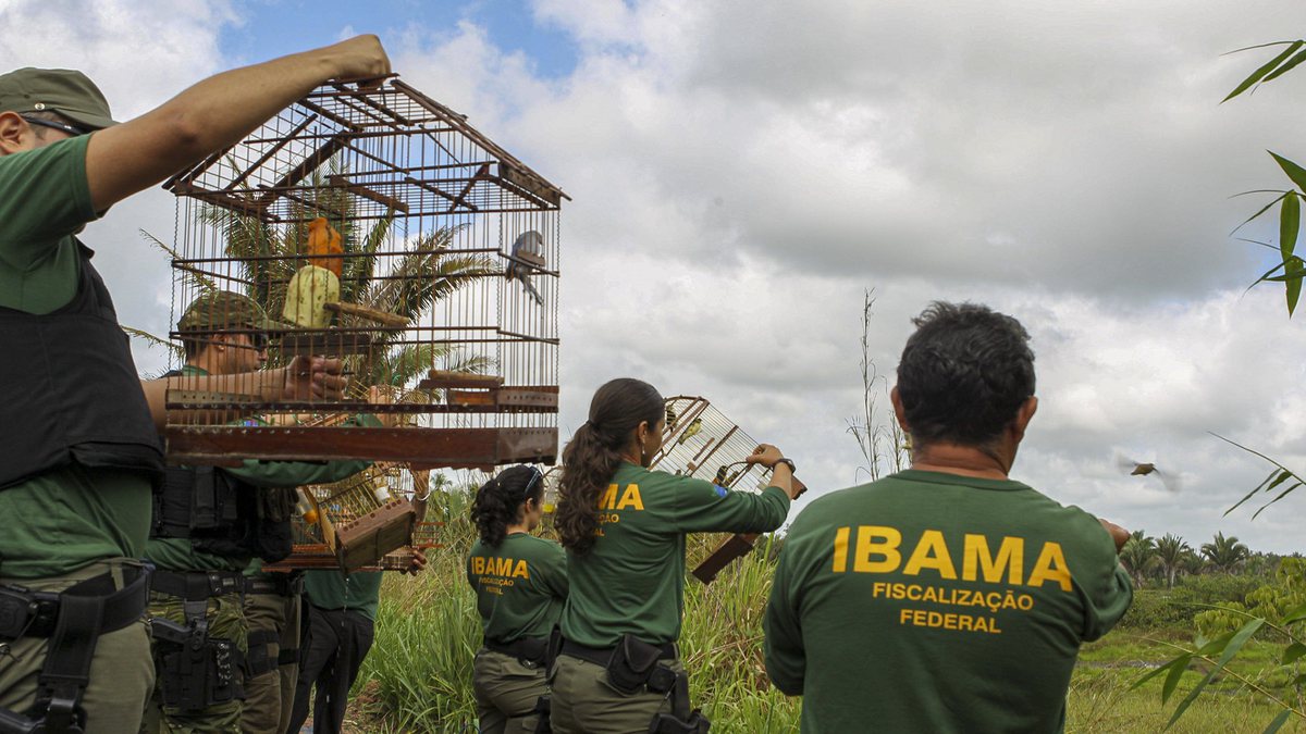 Concurso do Ibama: servidores realizam soltura de pássaros silvestres