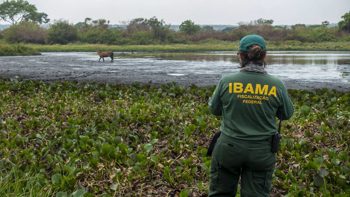 Concurso Ibama: servidora observa animal selvagem no Pantanal