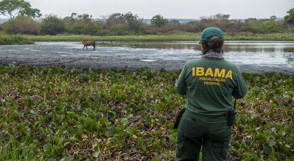 Concurso Ibama: servidora observa animal selvagem no Pantanal - Divulgação
