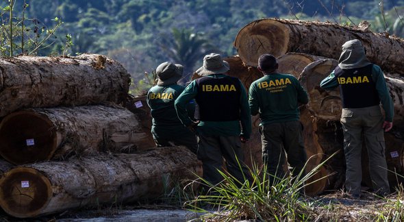 Concurso do Ibama: servidores realizam operação contra extração ilegal de madeira - Divulgação