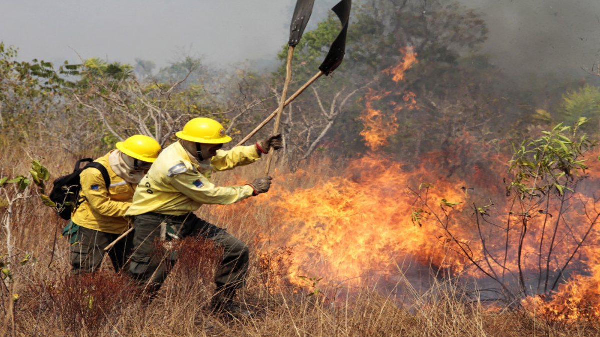 Processo seletivo do Ibama: brigadistas tentam controlar incêndio em mata