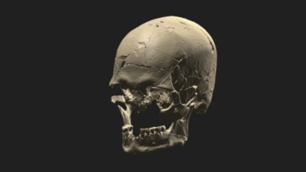 Renderização tridimensional a partir da tomografia do crânio do Luzio
