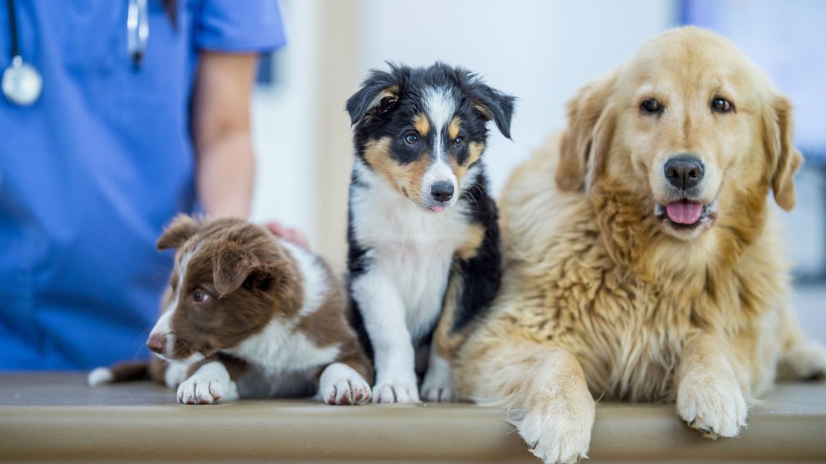 Hospital veterinário: três cachorros com médico veterinário