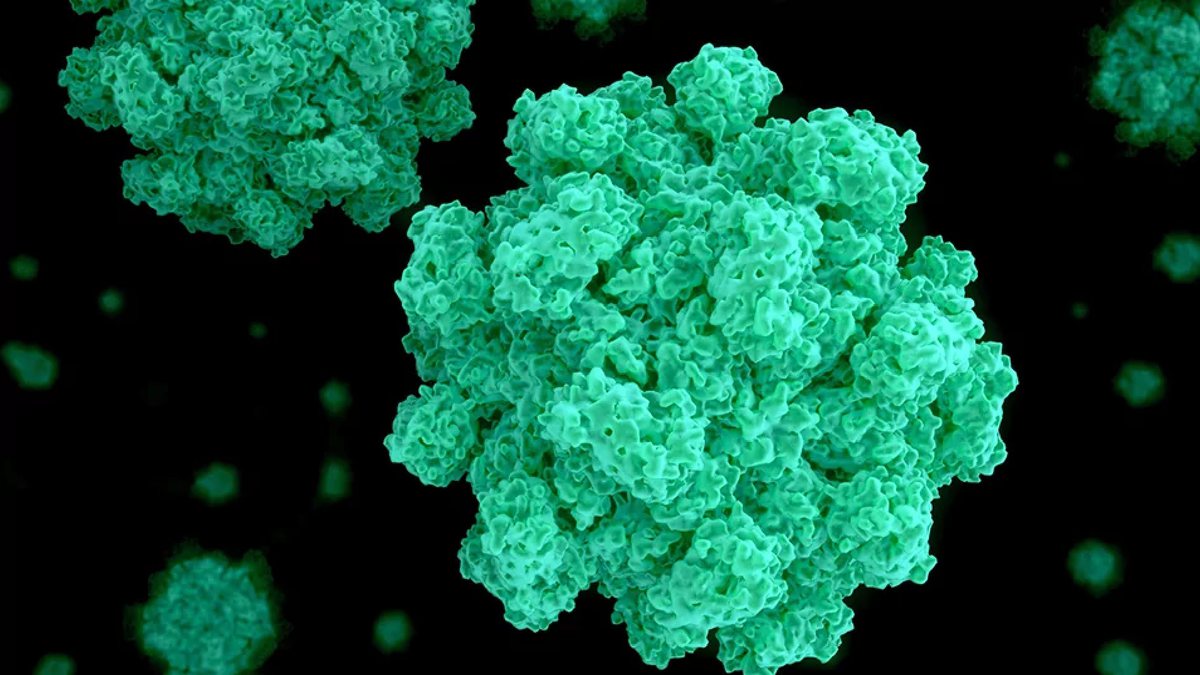 O norovírus é altamente contagioso e pode ser transmitido através de alimentos ou água contaminadas