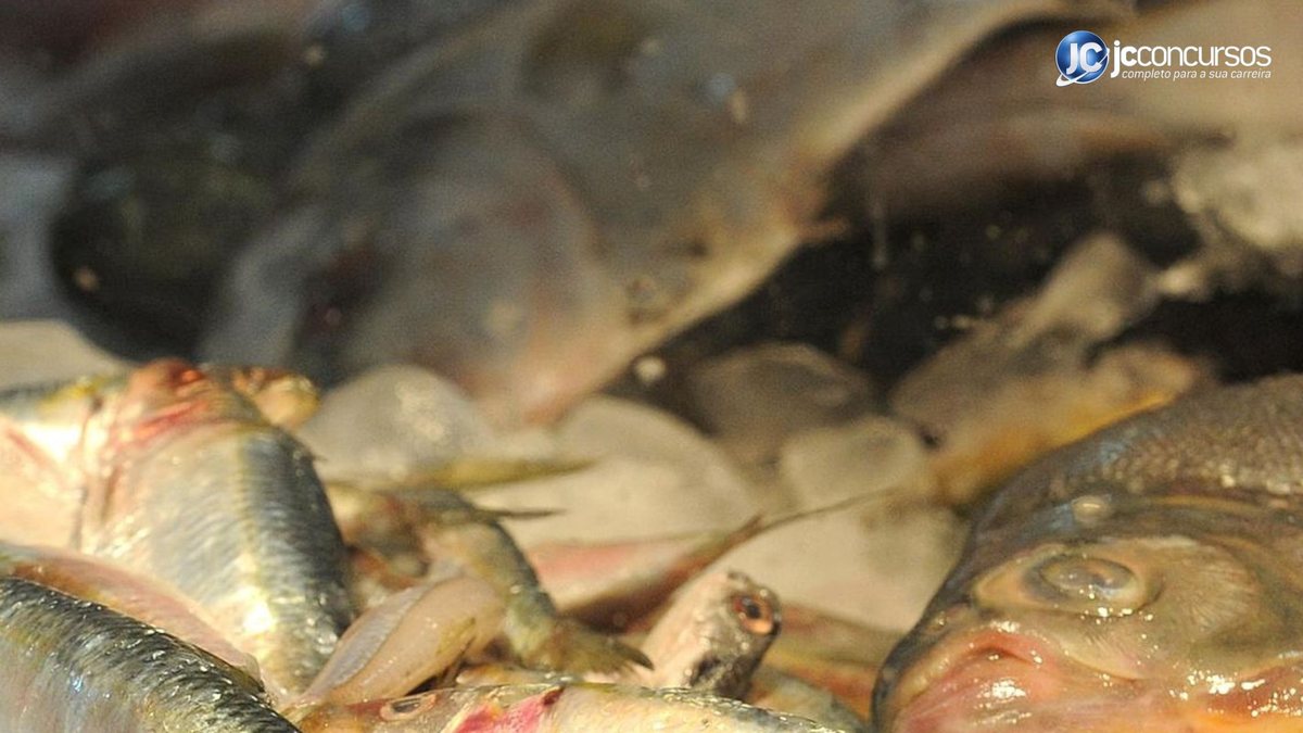 Foram coletadas amostras de peixes em mercados e feiras de 17 cidades amazônicas - Agência Brasil