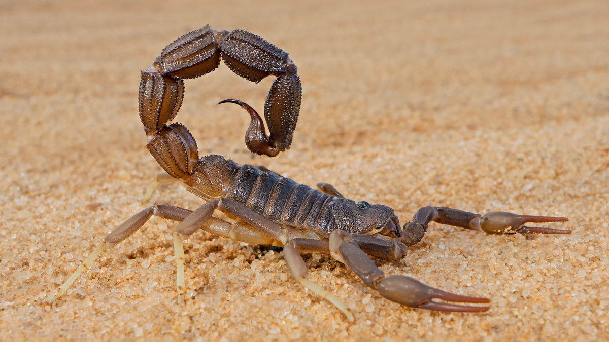 Escorpião marrom anda sobre areia