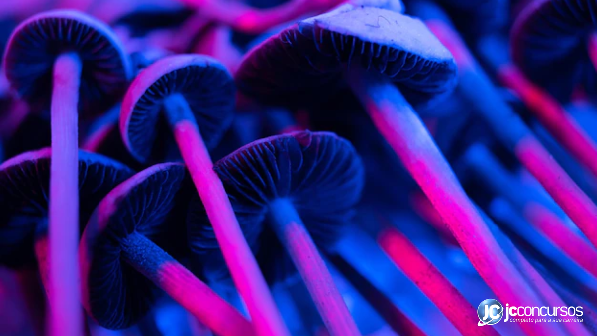 Cogumelos mágicos psilocybe cubensis com princípio ativo psilocibina - Freepik