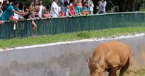 Concurso Zoológico DF: animal no zoológico - Nilson Carvalho / Agência Brasília